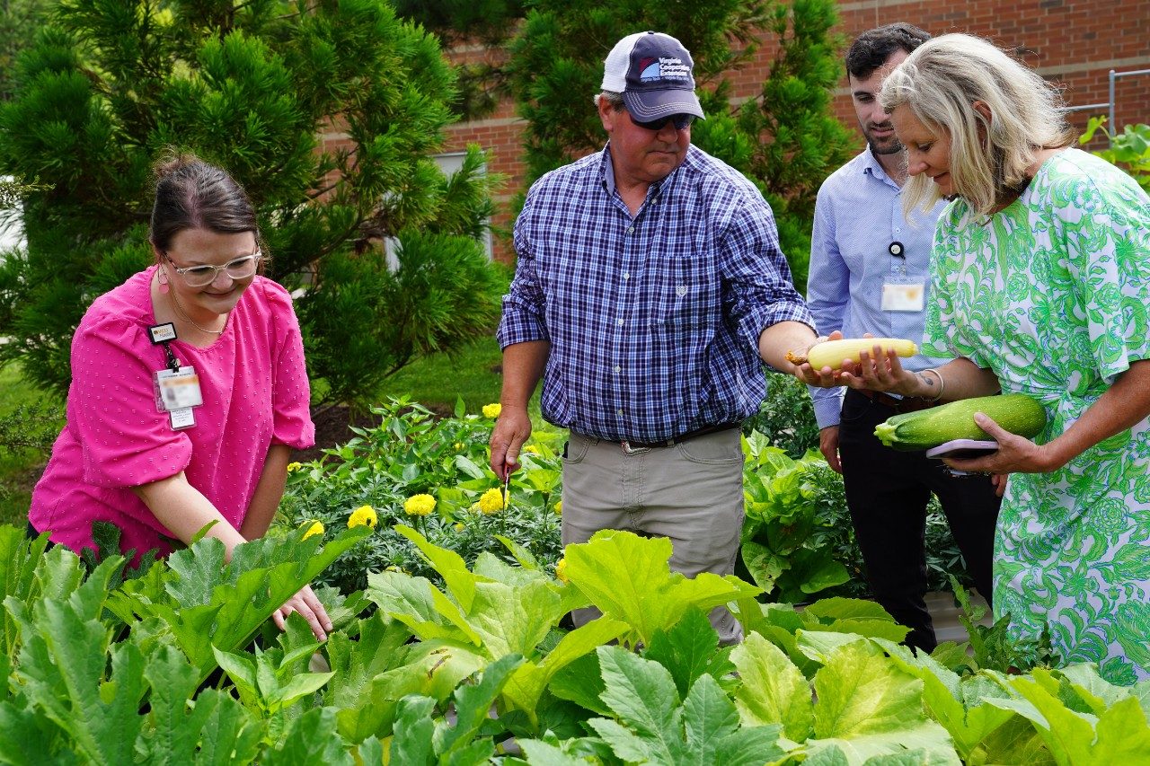 people harvesting vegetables from the community garden