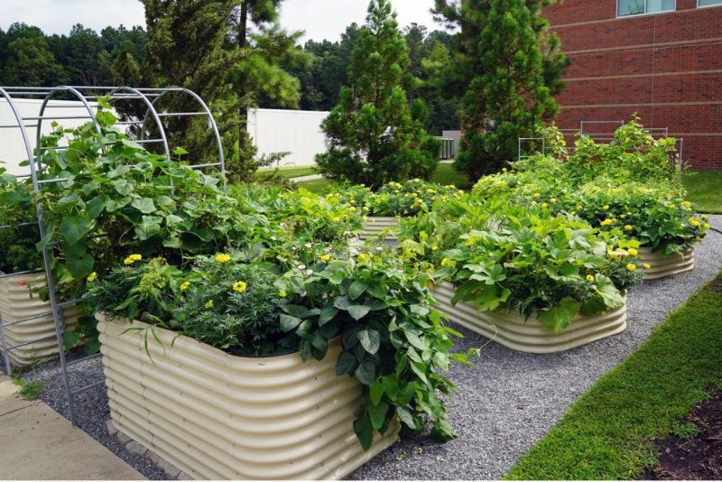 VCU Community Memorial Hospital Harvest for Health Community Garden in South Hill, 