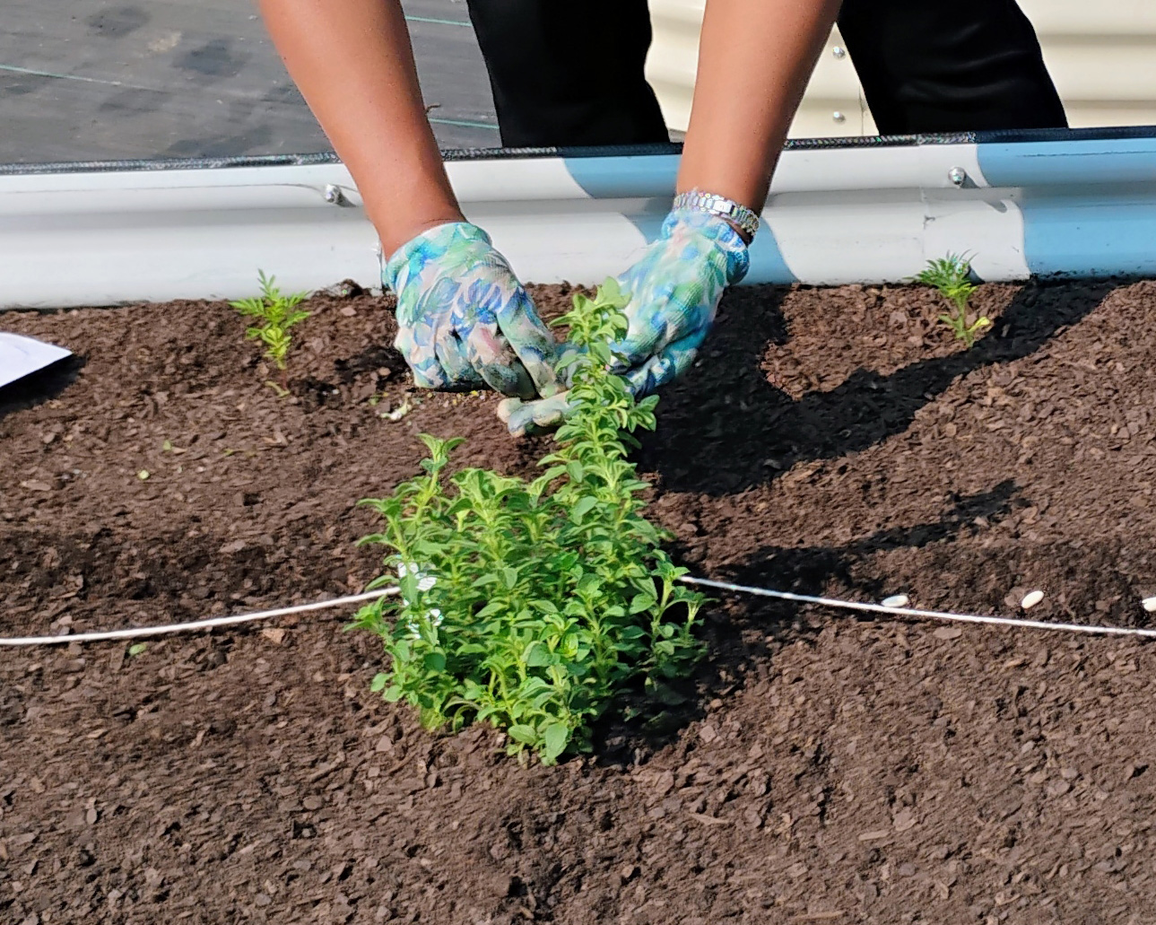 hands planting plants in a raised garden bed